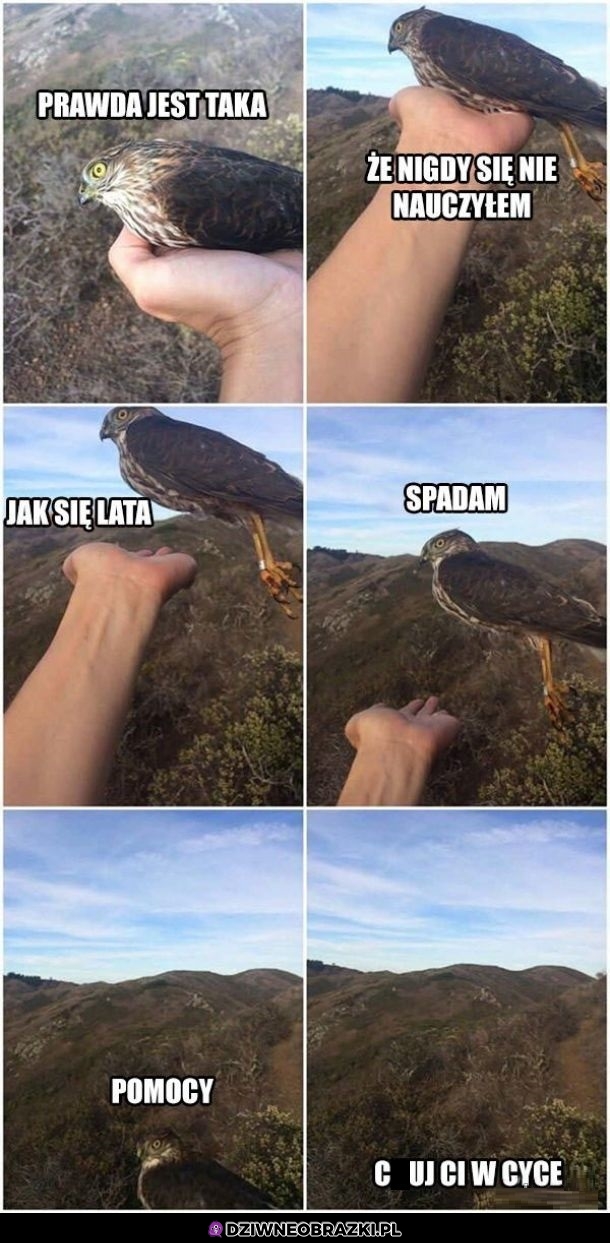 Jaszczomb