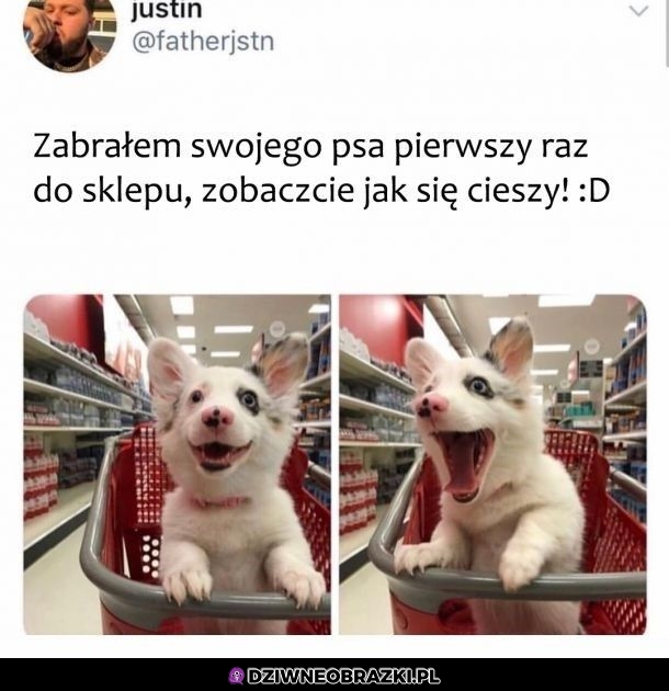 Pieseł na zakupach