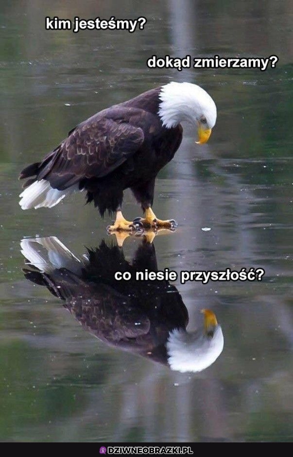 Zamyślony jaszczomp