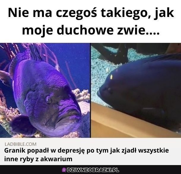 A jednak jest