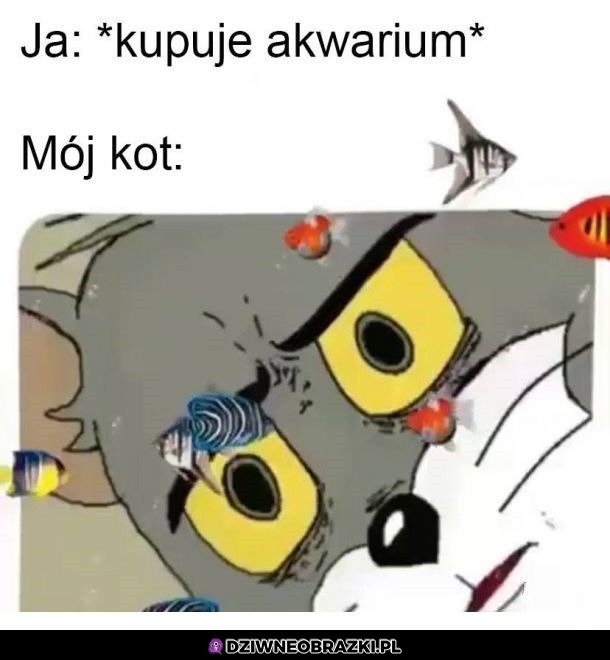 Kiedy kupuję akwarium