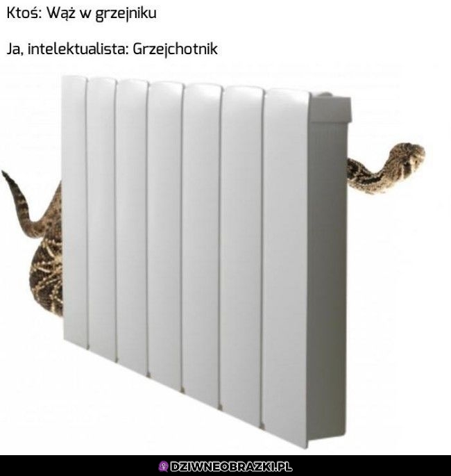 Dzięki mózgu
