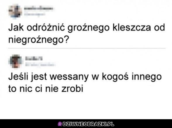 Jak rozpoznać groźnego kleszcza?