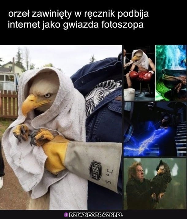 Niezły