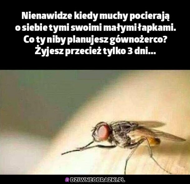 Pocieranie łapkami