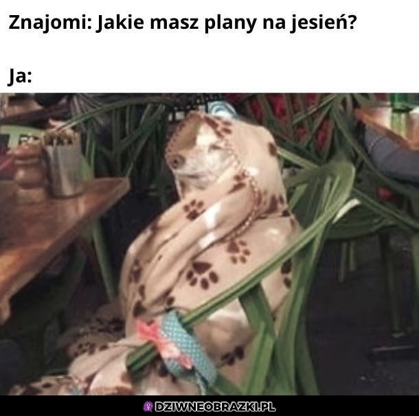 Właśnie takie