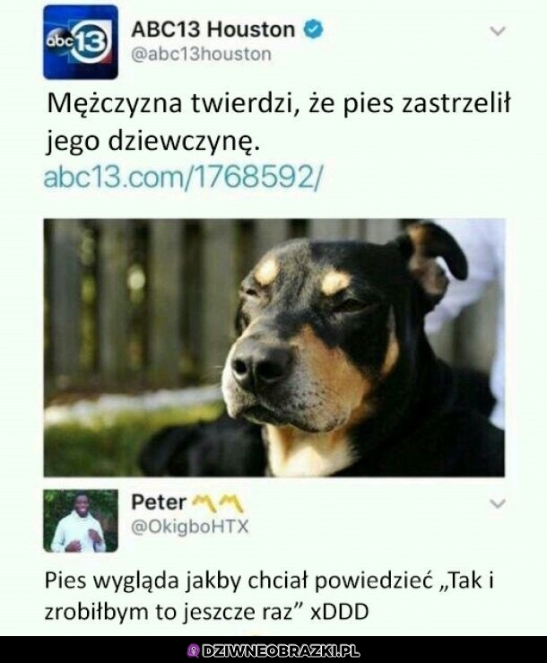 Pies