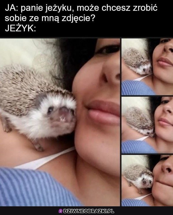 Uroczy jeżyk