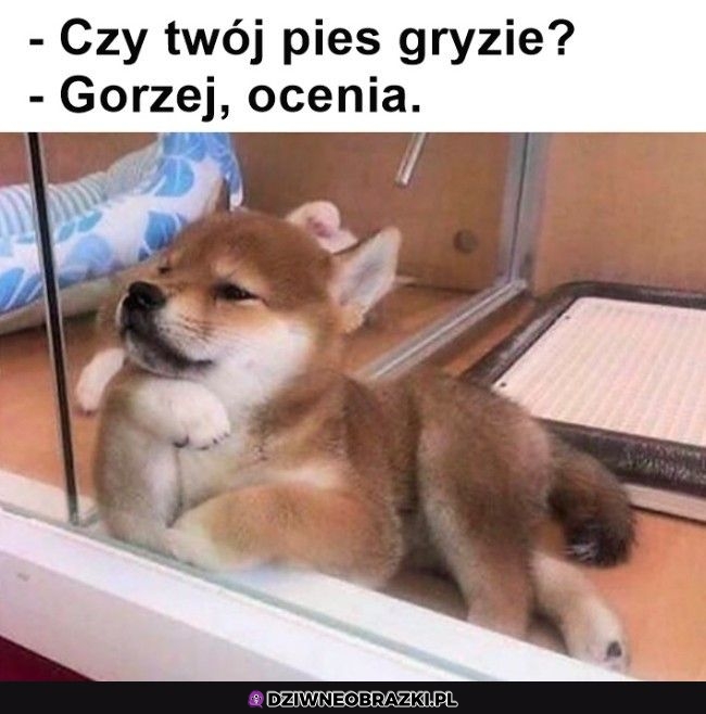 Nie musi gryźć