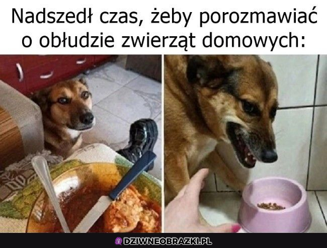 obłuda zwierzaków