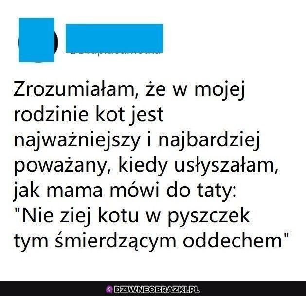 Kot - Król życia