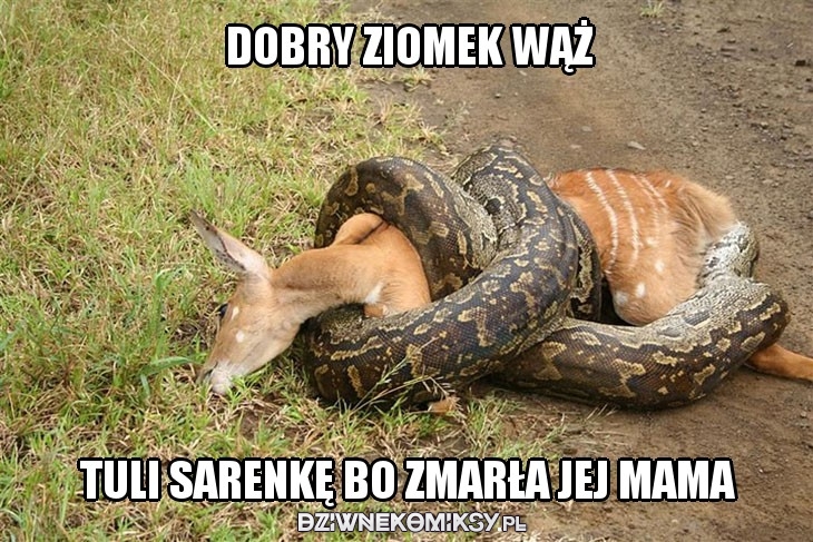 Dobry ziomek wąż