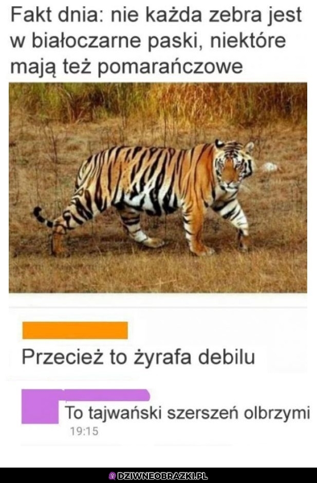 Szerszeń xD