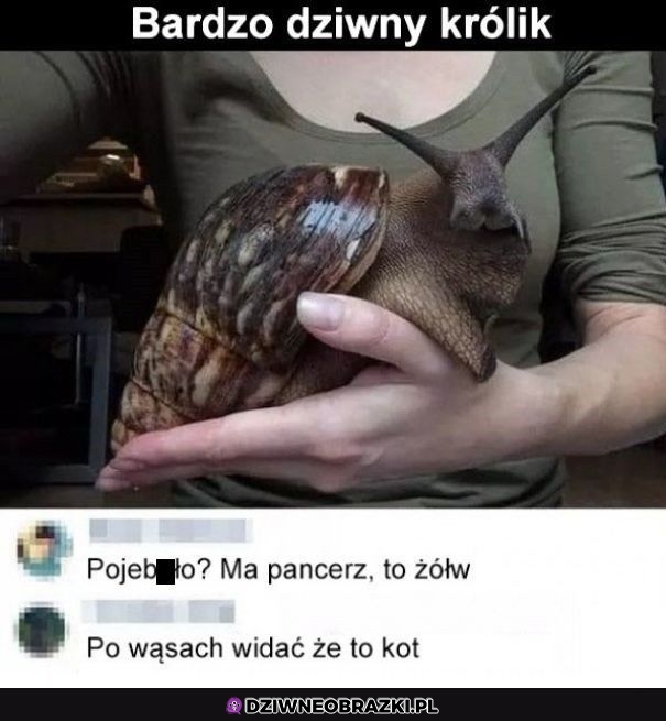 Króliczek