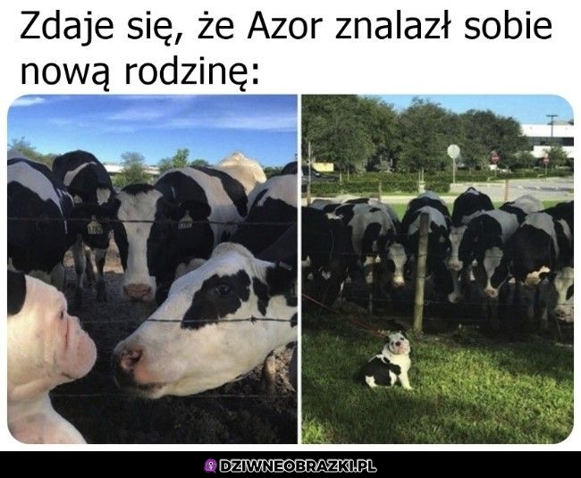 Adoptowały go