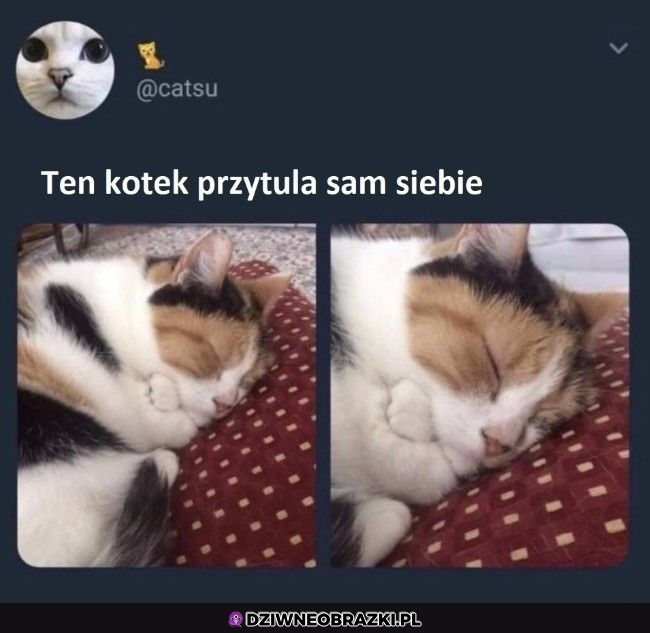 Ciekawe o czym śni