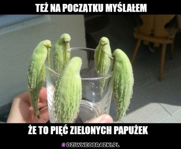 Papużki