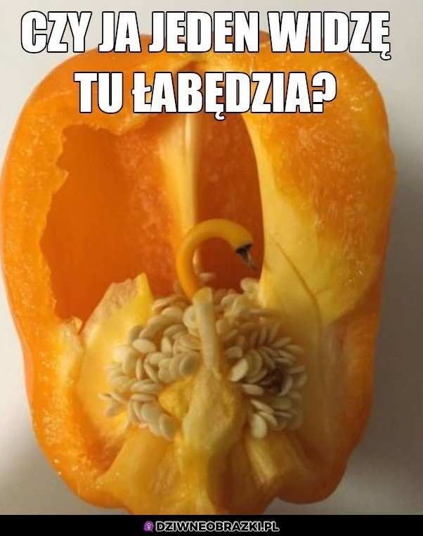 Łabędź