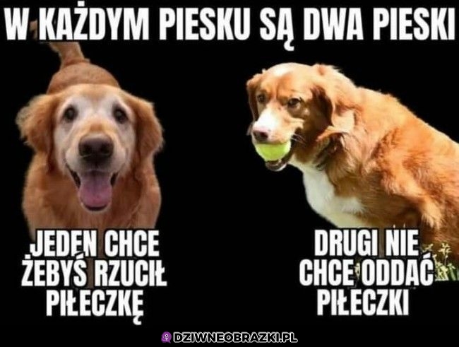 Są dwa pieski