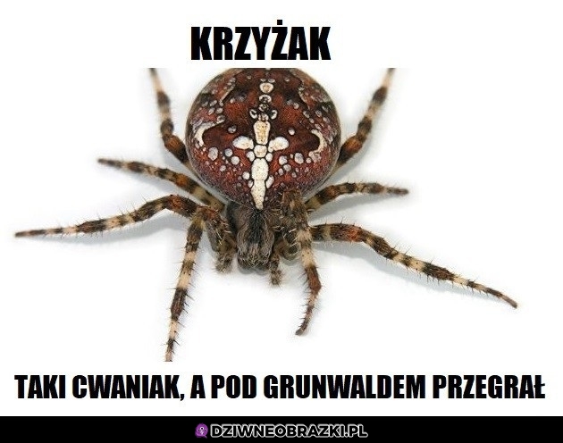 Krzyżak Krzyżak