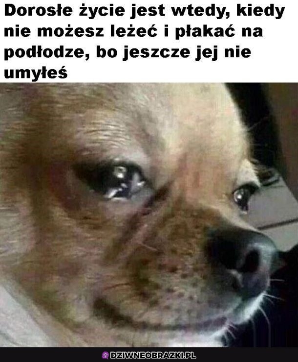 Dorosłość taka jest