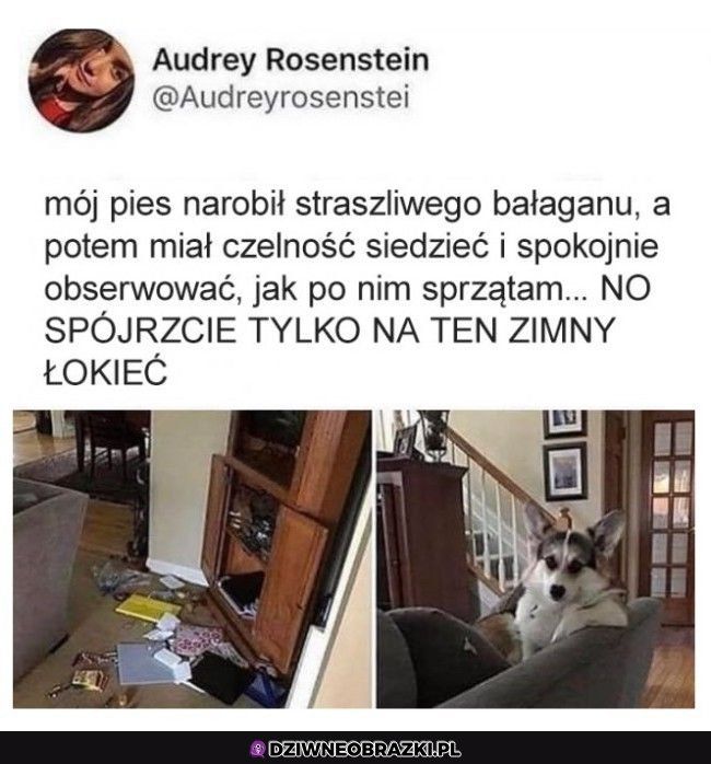 Wyluzowany pieseł