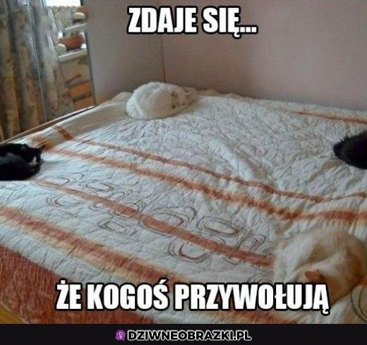 Rytuał