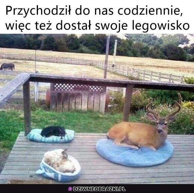 kiedy starasz się być gościnny