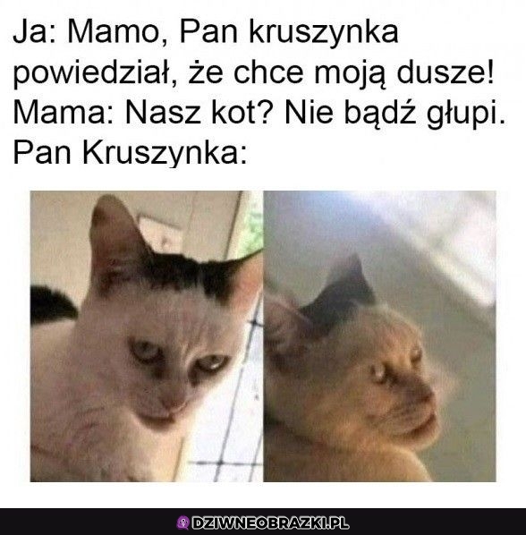 Pan kruszynka
