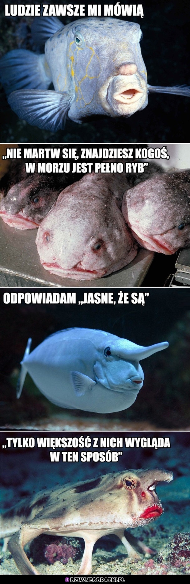 Jest wiele rybek w morzu