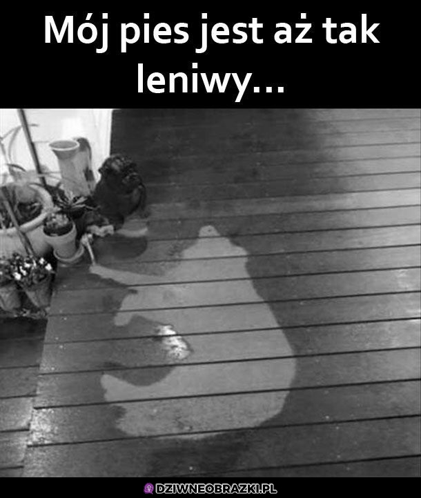 Zupełnie jak ja