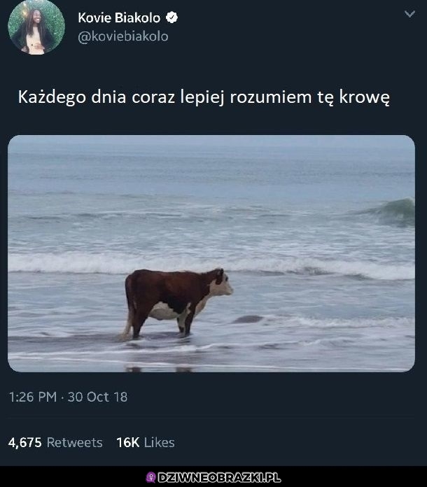 Krowa