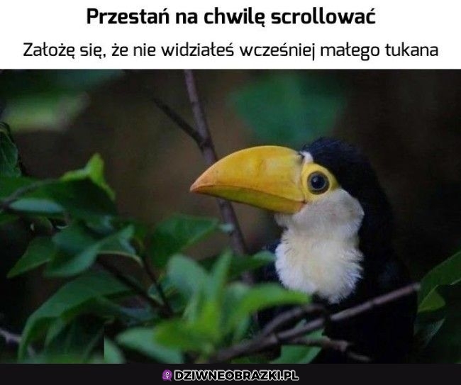 Mały Tukanek