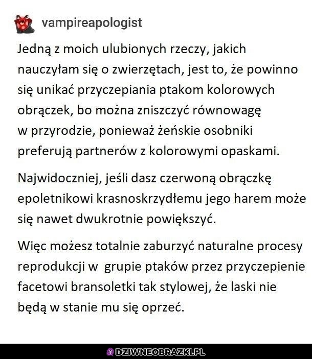 Ciekawostka