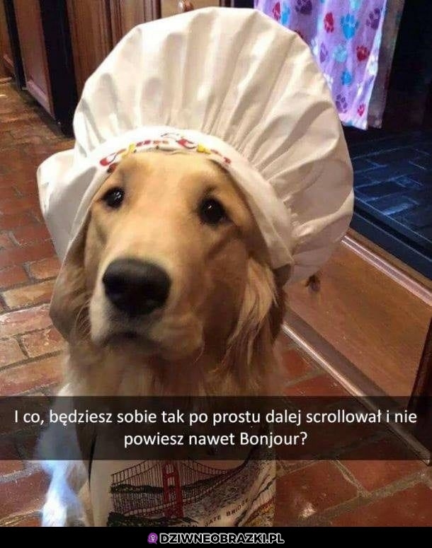 Bążur pieseł