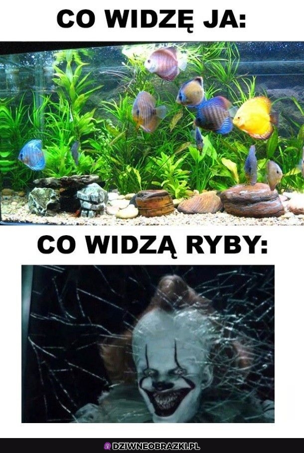 Tak to widzą