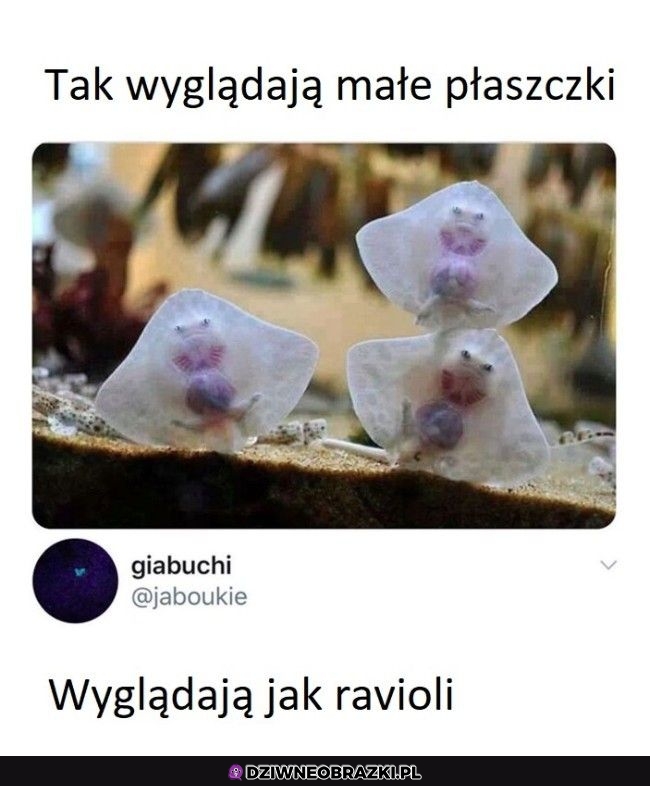 Małe płaszczki