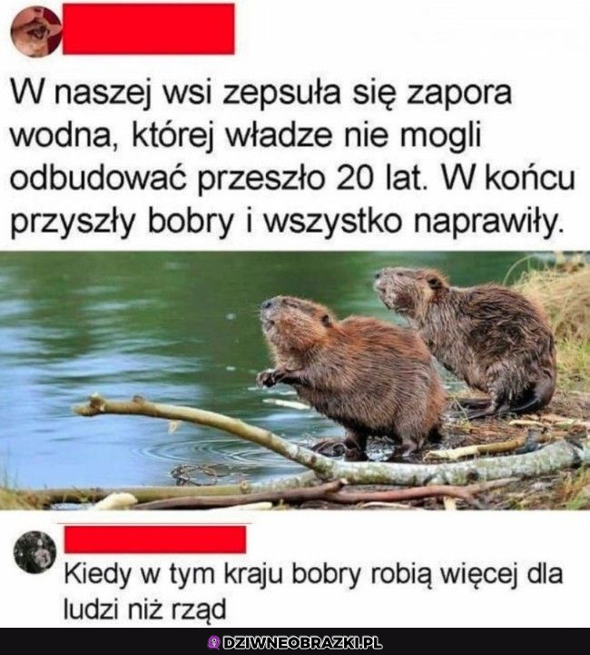 Bobrza robota