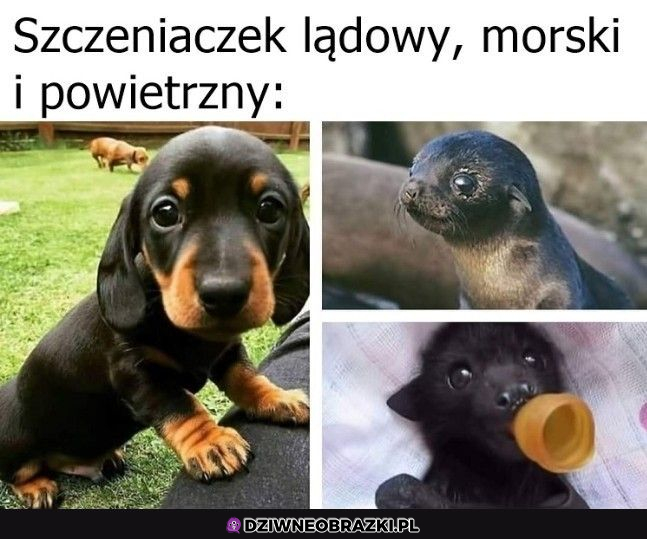 Szczeniaczki