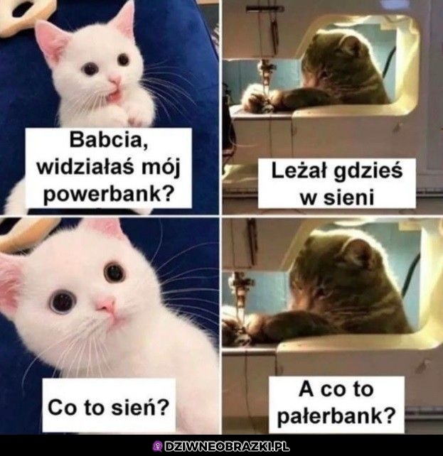 Widziałaś gdzieś go?