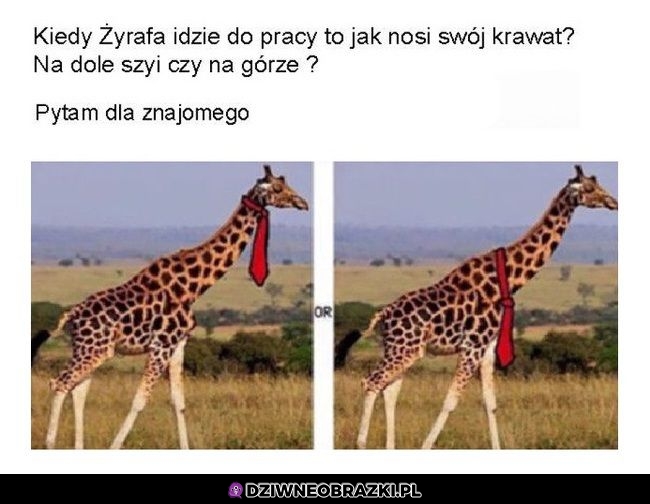 Krawat dla żyrafy