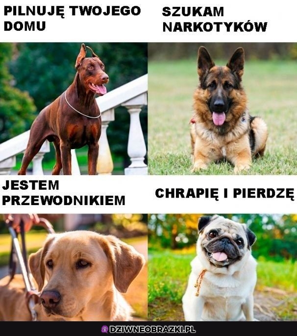 4 rodzaje psów