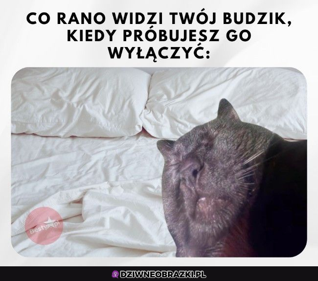 Budzik z rana 