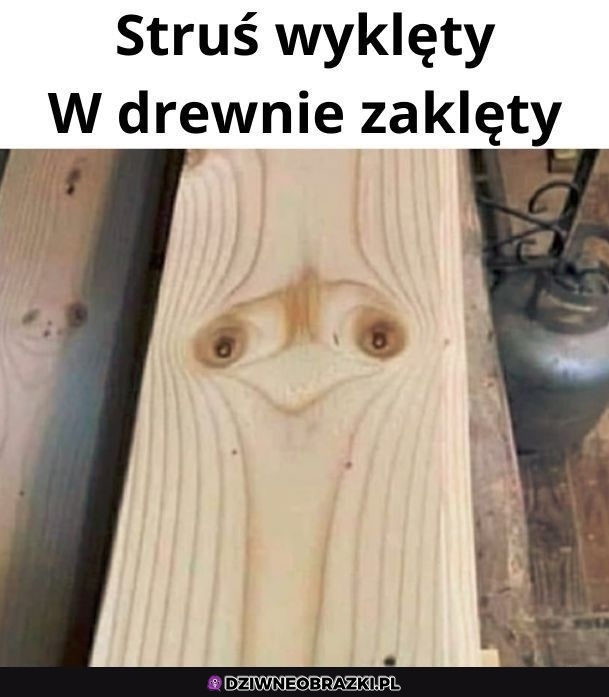 Strusia widzę