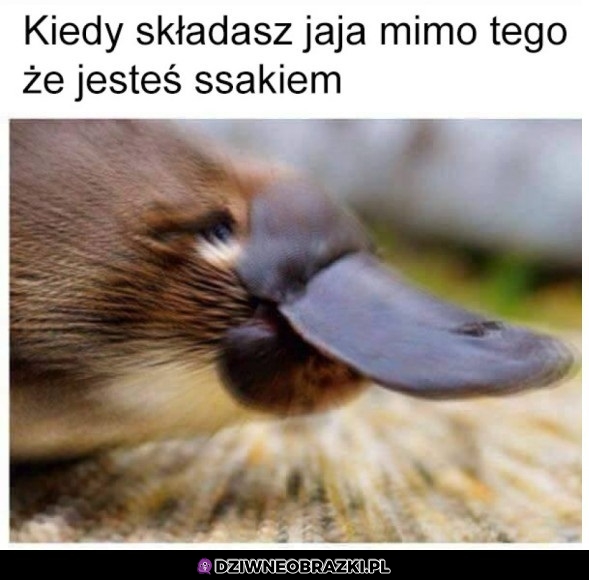 Ale opcja