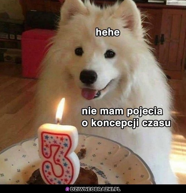 Psie urodziny