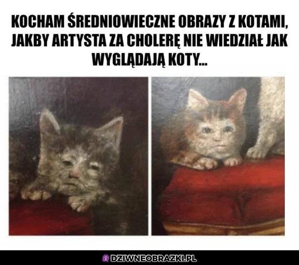 Dziwne koty