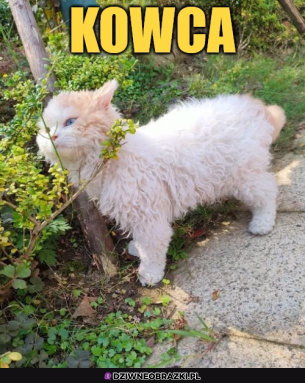 KOWCA
