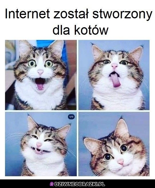 Po to go mamy