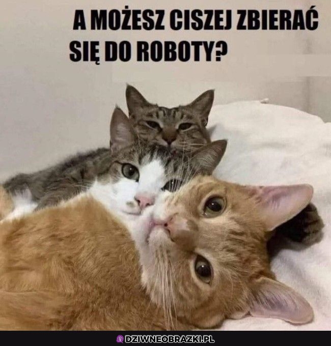 Weź no ciszej tam